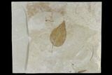 Fossil Elm Leaf With Unidentified Fruit - Utah #118011-1